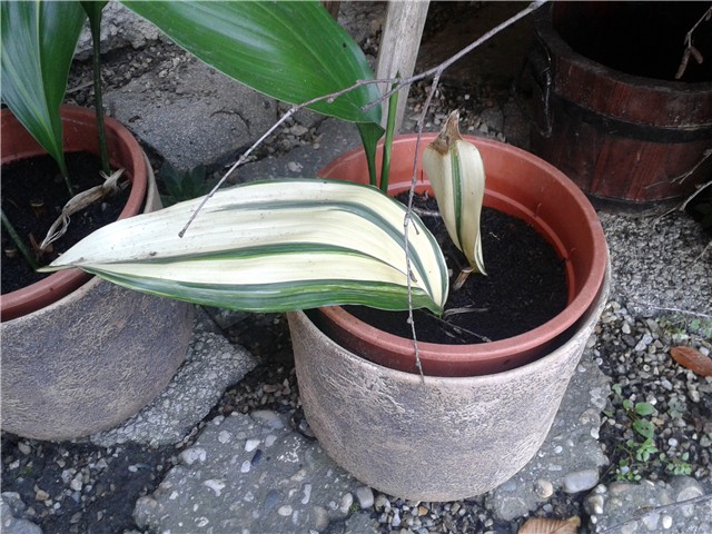 Aspidistre